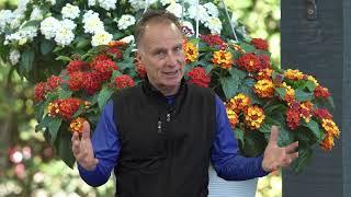 16 - Lantana Shamrock Flame Hanging Basket