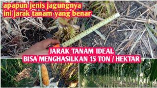 JARAK TANAM JAGUNG YANG PAS BISA MENGHASILKAN 15 TON / HEKTAR