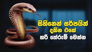 සර්පයින් සිහිනෙන් දැකීම සහ එම සිහින වල තේරුම් | Snake Dreams Meaning and Interpretation