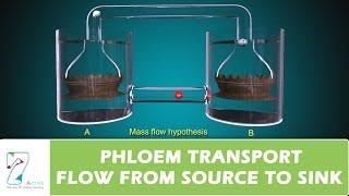 PHLOEM TRANSPORT FLOW FROM SOURCE TO SINK PART 01