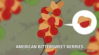 How to Identify Common Poisonous Berries in North America