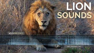 Lion Sounds - Roars & growls from lions at night in Africa