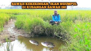 Penghobi mancing pasti suka dengan spot kubangan sawah sisa banjir, strikenya tidak putus putus gaes