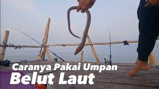 Ternyata begini caranya mancing , pakai umpan belut laut !!! bagan tanjung kait