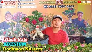 Live Flash Sale Adenium Bunga Tumpuk Dan Karakter (29 Juni 2024) #rachmannursery #adenium