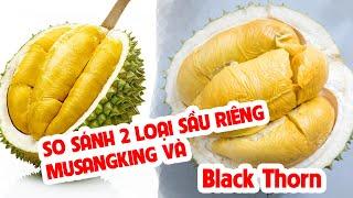 So sánh chất lượng 2 loại sầu riêng hot nhất Musangking và Black Thorn | SIÊU THỊ CÂY GIỐNG WELOFARM