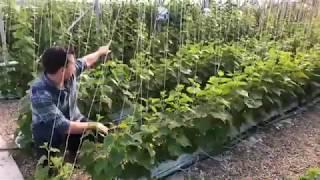 How to Grow Cucumbers In a Greenhouse!