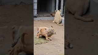 Dog Playing With Tiger | Nouman Hassan |