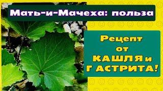 Настой Мать-и-Мачехи сразу от двух проблем:лечит КАШЕЛЬ и успокаивает  раздраженный ЖЕЛУДОК!