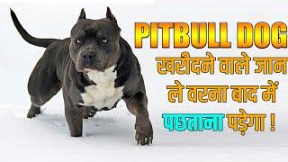 Pitbull Buy Or Not | Know About Pitbull Dog In Hindi | Pitbull Dog Facts In Hindi | Sahil Berwer |