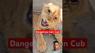 Dangerous Lion Cub #animals #youtubeshorts #shorts