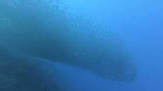 Bonaire Scuba 2024 - Manta Ray and Massive Bait Ball