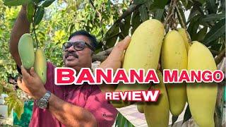 BANANA MANGO (mahachanek) MANGO REVIEW