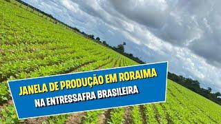 Safra 2024 em Roraima que planta na entressafra brasileira acompanhando a janela dos estados unidos