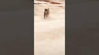 Kucing berjalan dengan gaya