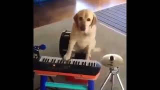 dog expertly multitasking by playing the piano, drum, horn, and cymbal