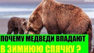 Почему медведи впадают в зимнюю спячку?