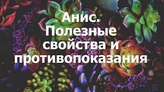 Анис. Полезные свойства и противопоказания