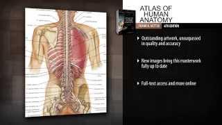 Atlas of Human Anatomy, 6th Edition