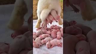 Rabbit Growth - Baby Animals 1 To 16 Days