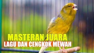 MASTERAN KENARI JUARA, KENARI LAGU DAN CENGKOK MEWAH