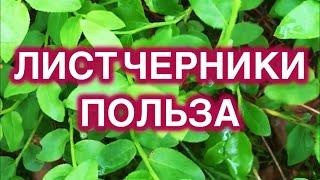 Лист черники для зрения, от давления, для снижения сахара. Сбор и заготовка черничного листа