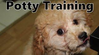 Poodle Potty Training with the Puppy Apartment - How To Potty Train Poodle Puppies Fast & Easy