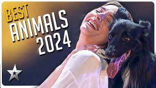 BEST Animal Auditions of Got Talent 2024!