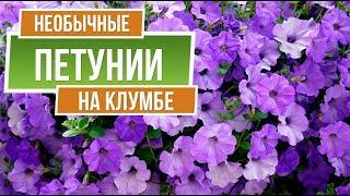 Самые красивые петунии  Посадка Петуний   Советы От Garden zoo