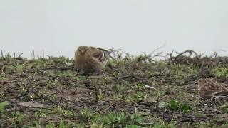 Frater – Linaria flavirostris - Annelies van Klinken