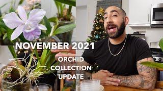 November 2021 Orchid Collection Update