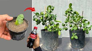 Lemon propagation technique from leaves using Coca-Cola helps the plant grow strongly