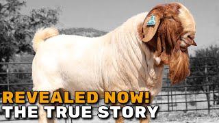 BOER GOATS | History of the - South African Boer Goats