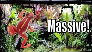 HUGE Tank with 50+ FROGS!!!