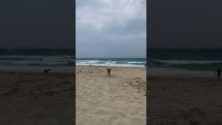 Running for the boops #goldenretriever #dog #beach #cornwall #stives #porthminsterbeach #swisbest