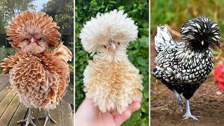 Polish Chicken  Pom-Pom Crested Chicken!