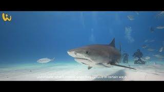 SHARKSCHOOL® Tauchsafari Bahamas mit Dr. Erich Ritter