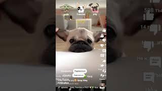 #dog #pug #funnyfrenchies #chihuahua #puppy #funny #хочуврек #йода #мопсы #французкийбульдог