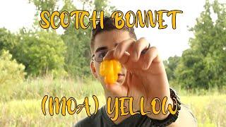 Scotch Bonnet (MOA) Yellow | Pepper Review