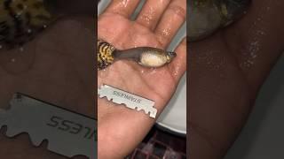 Guppy Fish ka operation kar k bache bahar nikale #guppybreeding  #aquarium #petsvlog #guppyfry #pets