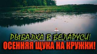 ОСЕННЯЯ ЩУКА режет поводки! Дикие шнурки! Рыбалка на кружки В БЕЛАРУСИ!