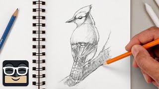 How To Draw a Perfect Bluejay | Beginner's Sketch Tutorial