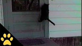 Cat Opens Door