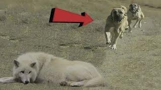 KANGAL Vs Wolves. KANGAL'S IN BUSINESS! Part 2