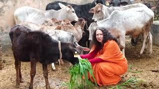 Why is the cow seen as holy in Hinduism?