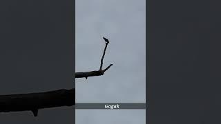 Birding Lagi di Pedalaman Papua, Jumpa Singing starling, Kipasan Kebun dan Kakatua Jambul Kuning