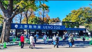 A visit to Ueno Zoo | Tokyo Zoo | Oldest Zoo of Japan | Ueno Zoo I Brasileira no Japão