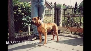 Dublin Red Staffordshire Bull Terriers