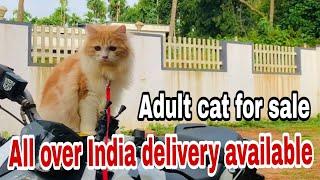 Doll face Persian cat for sale|| All over India transportation. All details in description:)