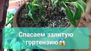 Как спасти погибающую крупнолистную гортензию.